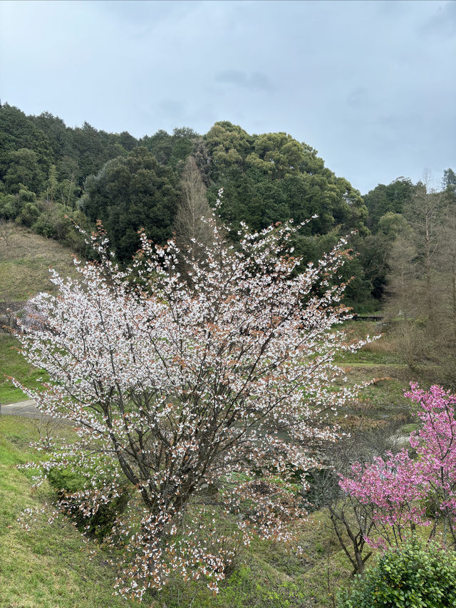 福岡太宰府賞花路線 | 太宰府你玩得可真花啊