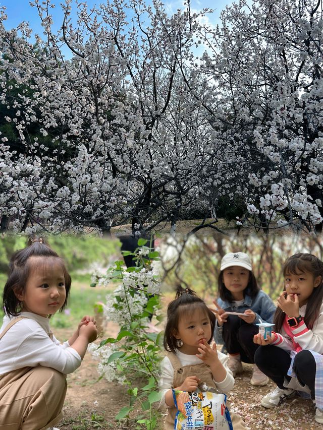 奧森遛娃感受春日滿園花開的浪漫