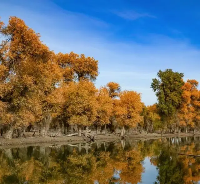 Visit Zepp Gold Poplar National Forest Park in Southern Xinjiang!