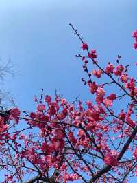 常州紅梅公園，錯過又要等一年！