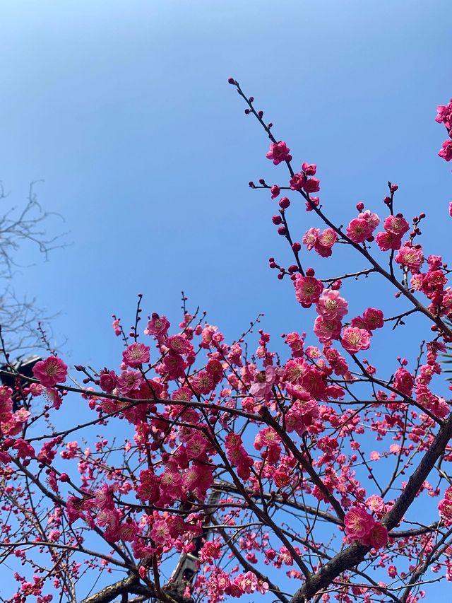 常州紅梅公園，錯過又要等一年！