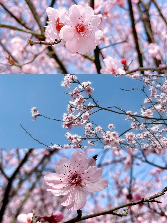 玉湖公園來赴一場春日之約！