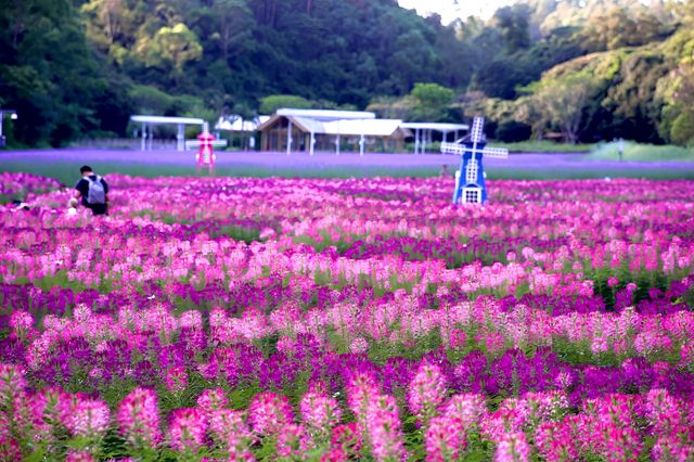 深圳甘坑都市田園/綻放的花谷 深圳甘坑都市田園/綻放的花谷