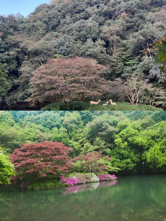 誤入‘綠野仙踪’雲溪竹徑