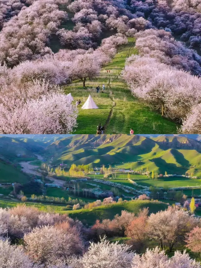 I declare!! The apricot blossoms in Yili, Xinjiang are more beautiful than the cherry blossoms in Japan