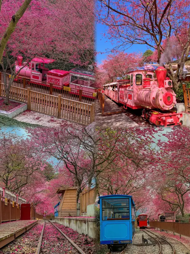 Spring Flower Viewing - Fujian to Transform into a Dreamy Scroll This Month