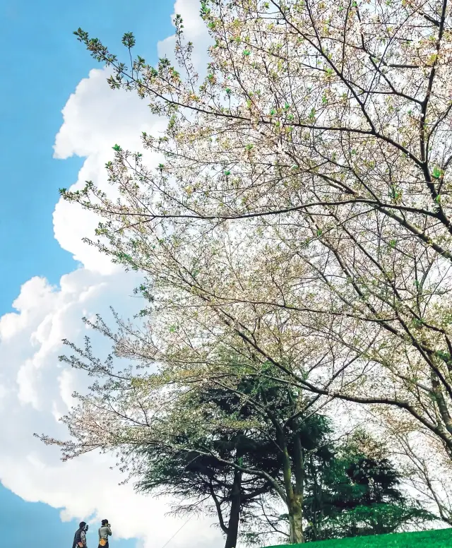 上海︱這麼美的賞櫻花公園都不說