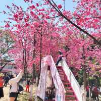 Springtime Serenity at Yuantong Mountain 🌸⛰️