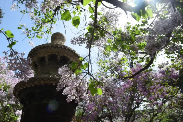 This spring, come to Fayuan Temple in Beijing to see the lilacs bloom!