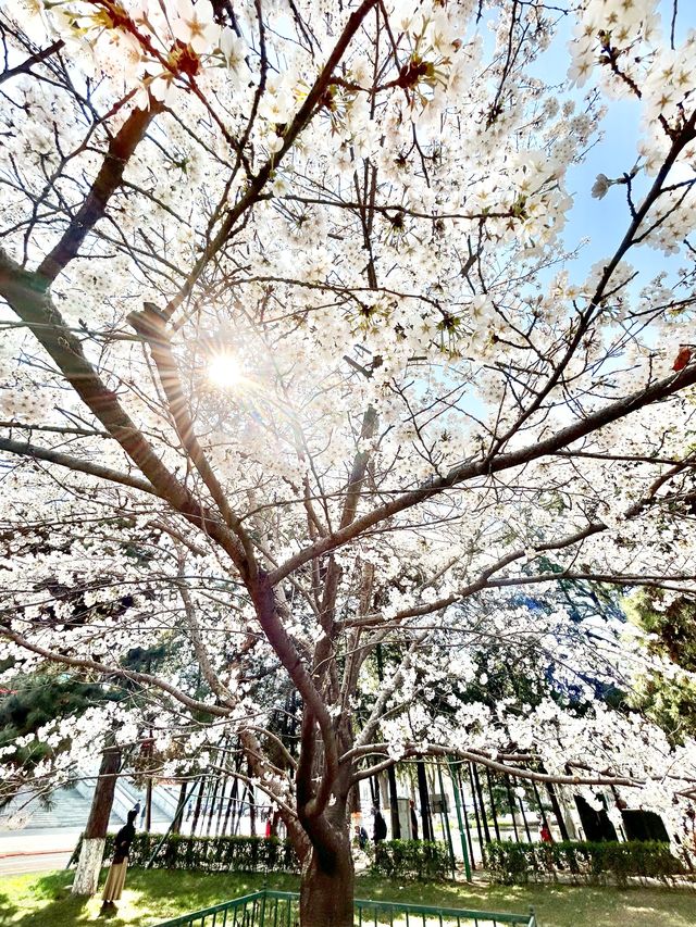 The beauty of Renmin University 🌸