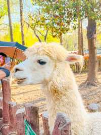 上海野生動物園一日遊｜保姆級遊玩攻略