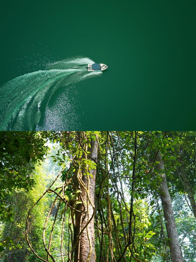 西雙版納•不可錯過的熱帶雨林探秘之旅