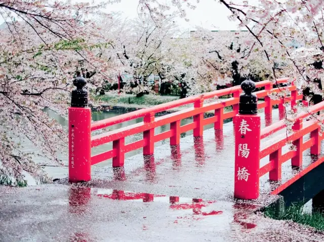 Immense Cherry Blossom World