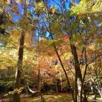 Immersed in red maple leaves 