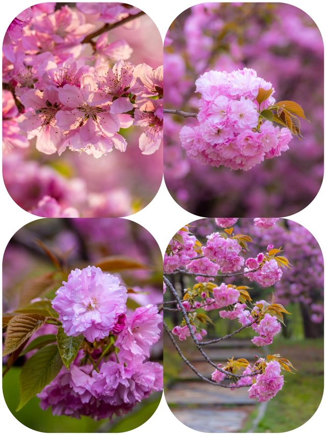 探秘城市裡的粉色仙境：朝陽公園櫻花谷