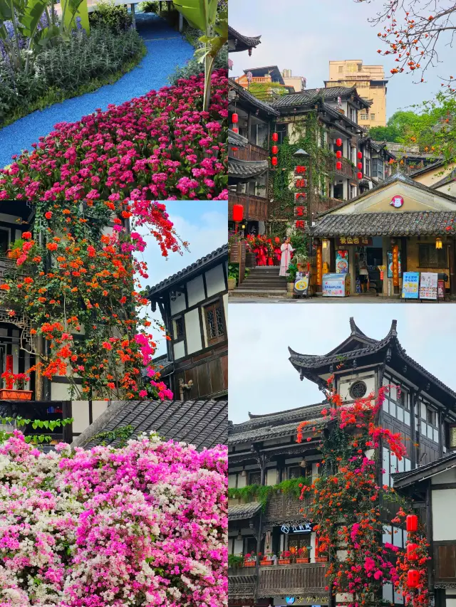 The bougainvillea in Gankeng Ancient Town, Shenzhen, has bloomed explosively and it's super photogenic!
