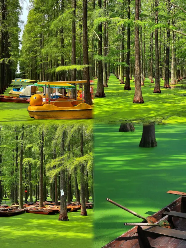 【Yangzhou Secret Realm·Luyang Lake Wetland】: Matcha Lake Shore·Adventure in the Metasequoia Forest