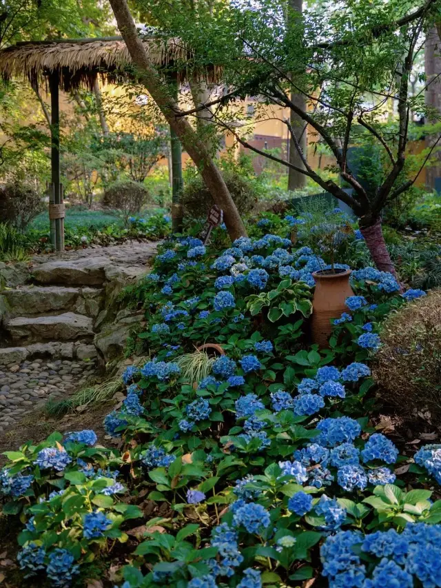 The hydrangeas in Hangzhou have bloomed, yet this Zen flower viewing spot remains little known