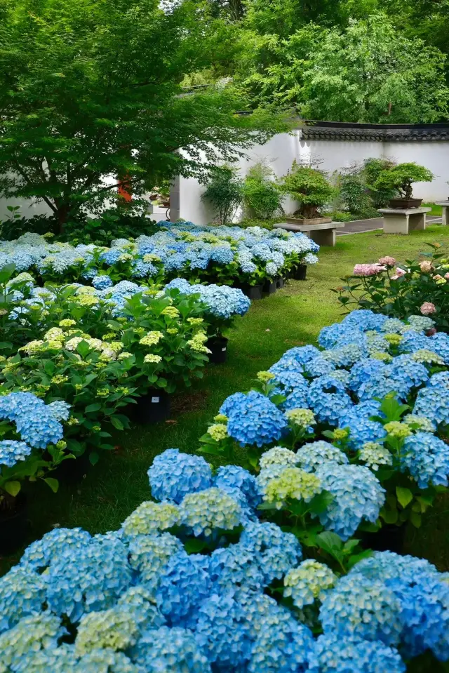 Nanjing Hydrangeas