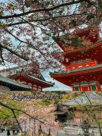 Kyoto: Best Cherry Blossom Photo Locations 🌸
