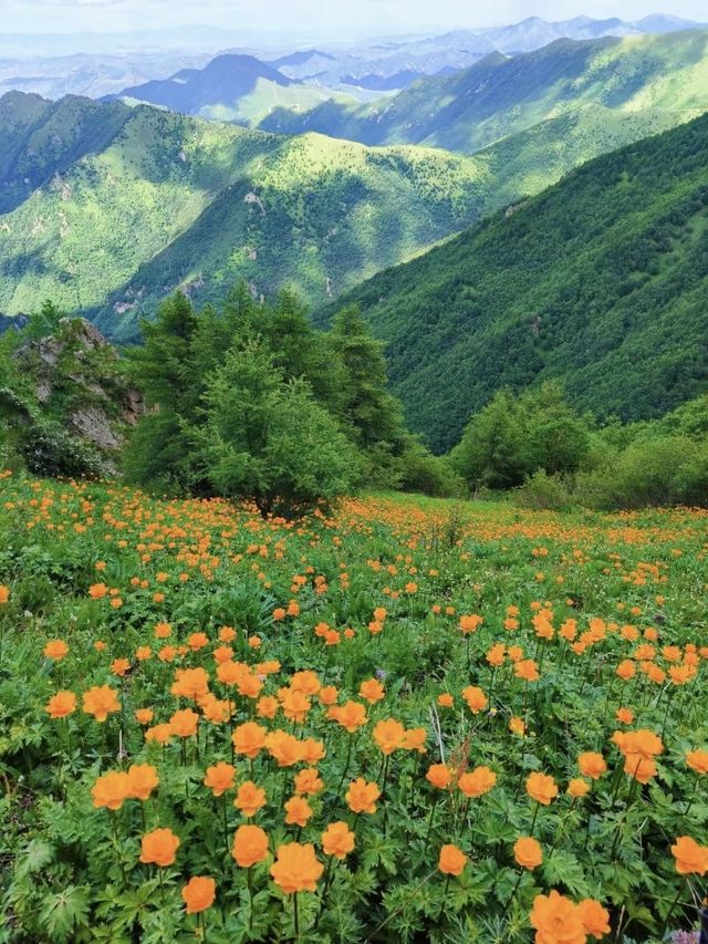 京西高山花海草甸｜夏日小五台·徒步之旅～