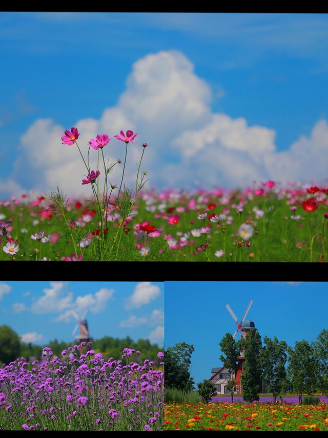 哈爾濱普羅旺斯薰衣草莊園