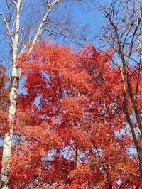 蛟河紅葉谷｜吉林唯一一片紅色的楓葉林！