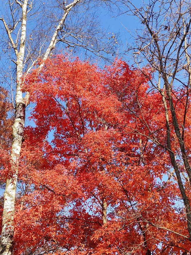 蛟河紅葉谷｜吉林唯一一片紅色的楓葉林！