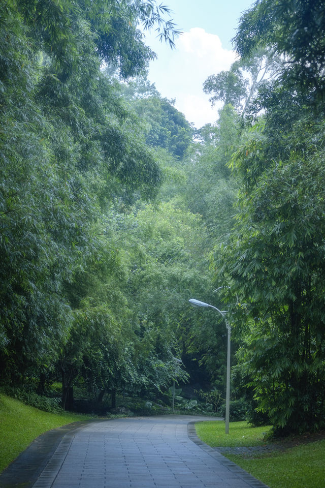 喺深圳｜落雨嘅日子令我悄悄躲入咗精神避難所～