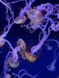 The Super Family Friendly Sumida Aquarium, The Wonders Of the Deep In Tokyo!