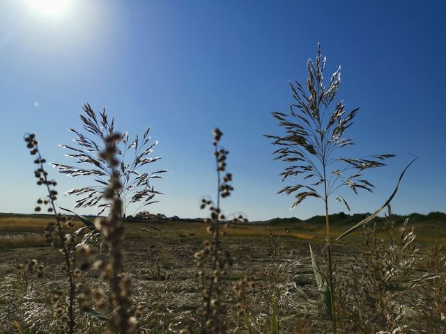 金蓮川：空氣裡都是「菊花茶」的芬芳！。