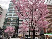 東京景點｜澀谷明治通櫻花盛放