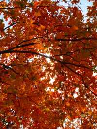 11月5日實況 紫竹院紅葉已全面登場。