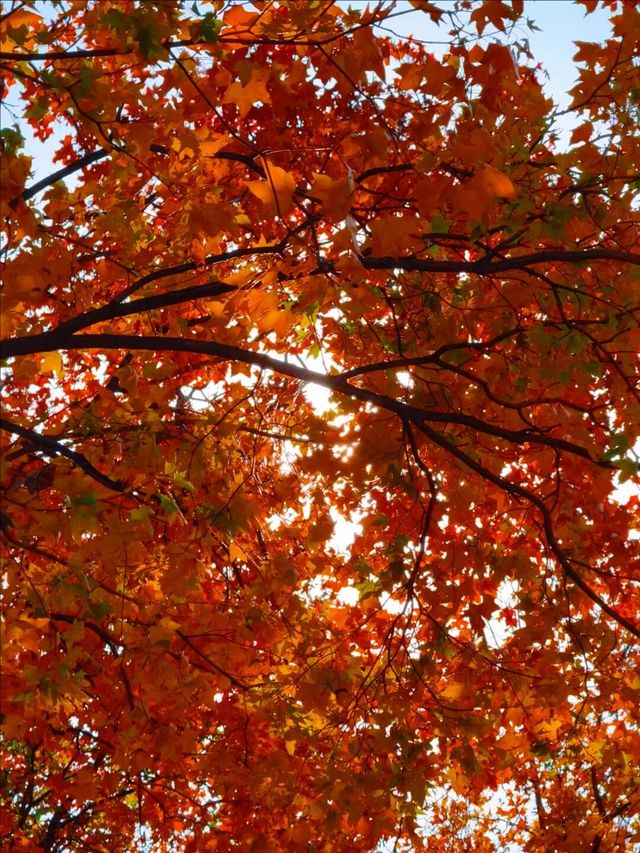 11月5日實況 紫竹院紅葉已全面登場。