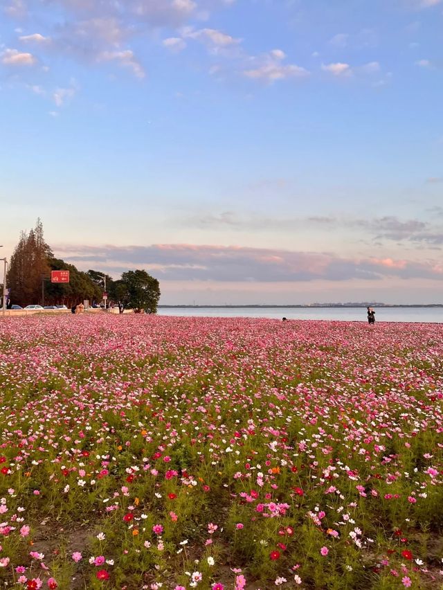 上海自駕1小時小眾旅遊地|定山湖大花海。