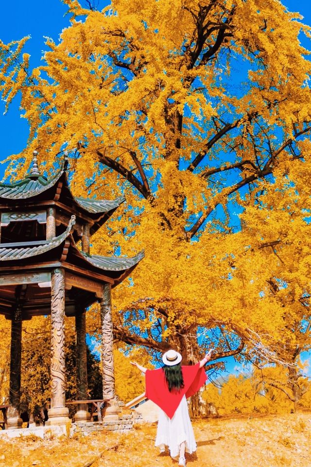 湖北隨州千年銀杏谷，邂逅金色浪漫。