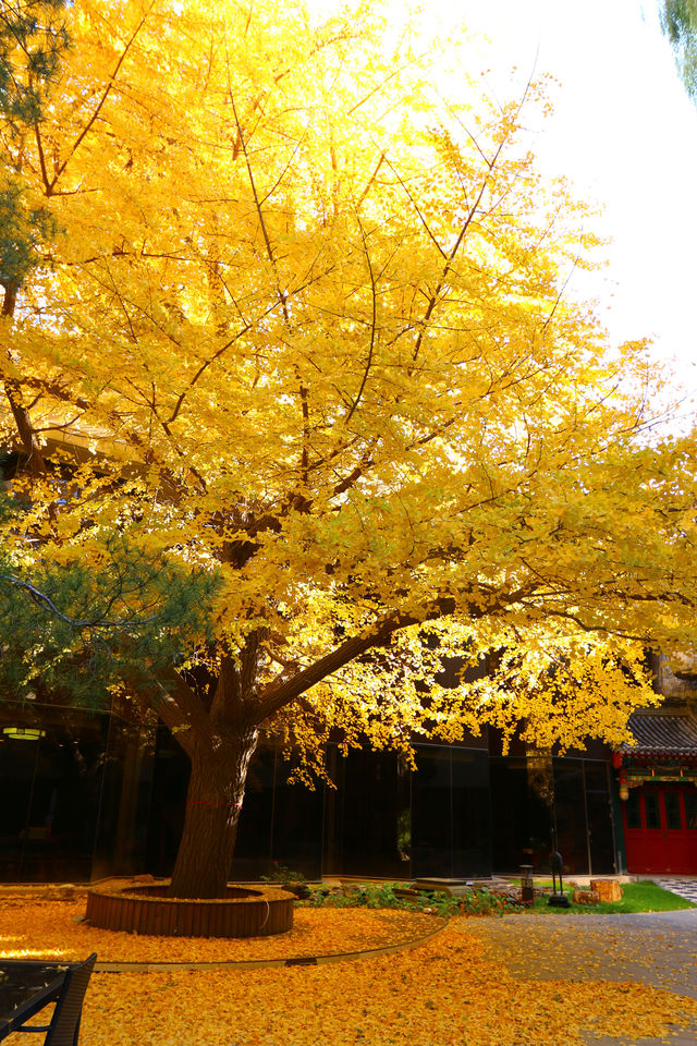 北京「銀杏之窗」—北京首都賓館。