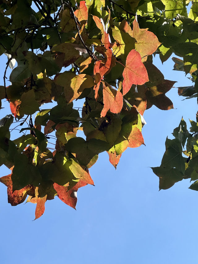 蘇州天平山賞楓-11月23日-無濾鏡。