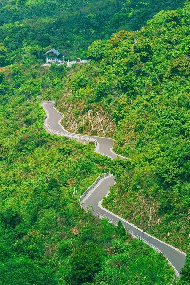 陽台山森林公園｜高處看風景的不止梧桐山！