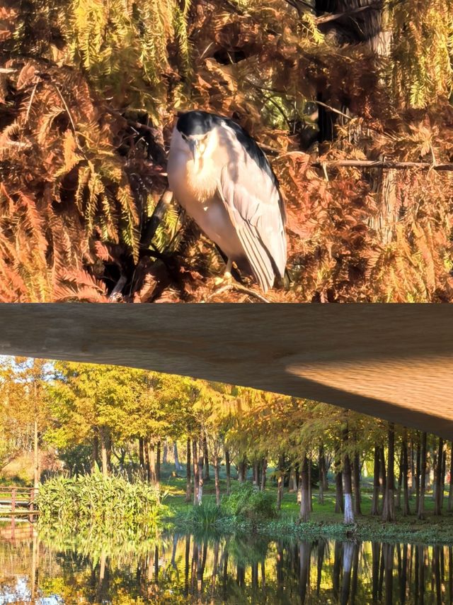 《鄞州公園的秋韻》。