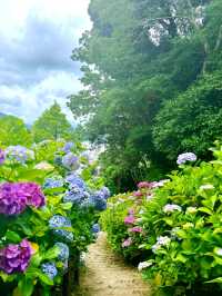 日本伊豆下田公園 - 六月去看看花海吧