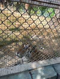 【衝啊】南陽野生動物園，零距離接觸大自然