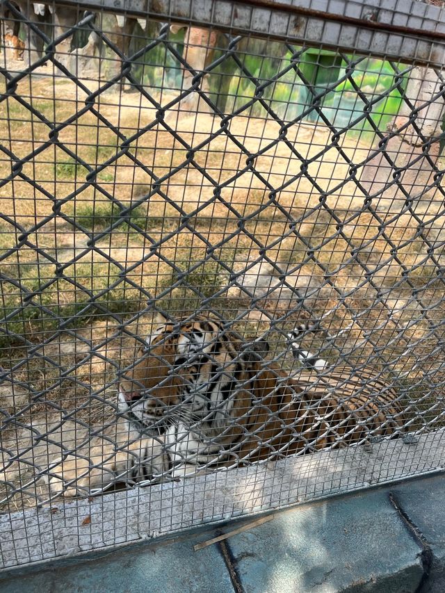 【衝啊】南陽野生動物園，零距離接觸大自然