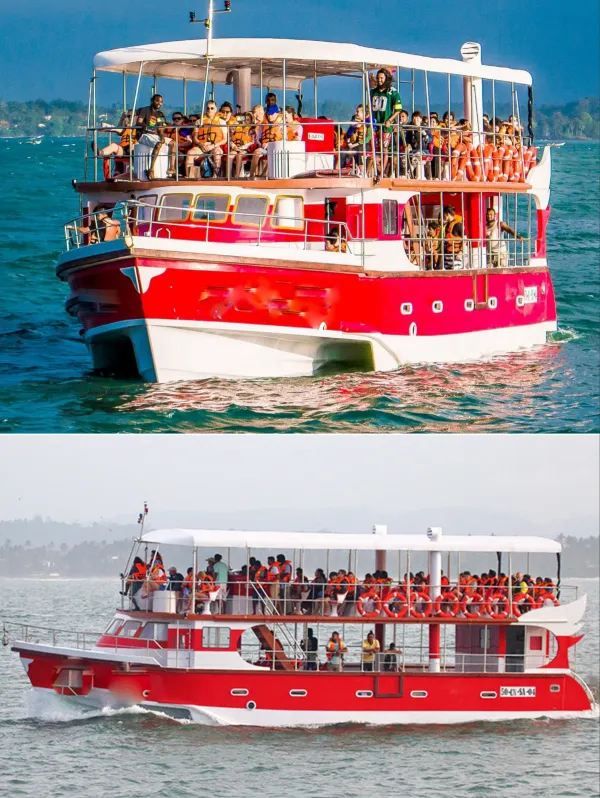 Whale Watching in Mirissa, Sri Lanka