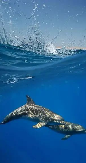 夢幻之礁 —— 澳大利亞大堡礁