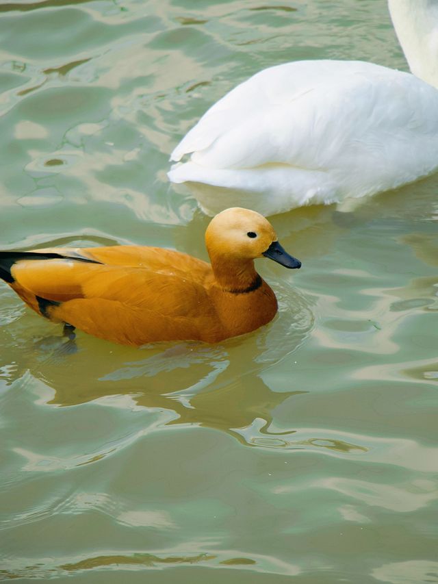 冬季反向遊｜來成都動物園與動物親密互動（附攻略）