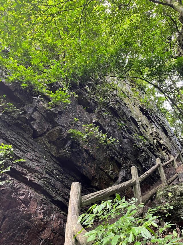 廣西貴港龍潭森林公園|大自然的綠色寶藏