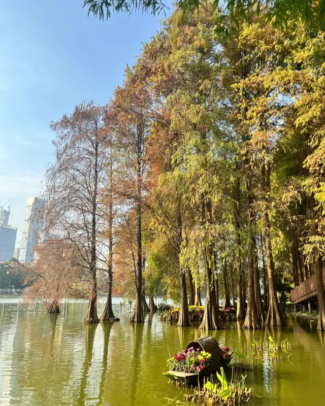 Honghu Park, where the bald cypress trees are red