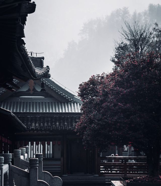 為了一棵樹，我駕車三個小時！