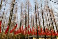 置身於綠色的海洋~~東平國家森林公園